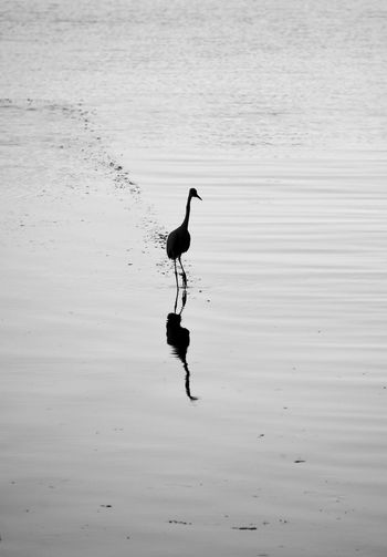 View of bird walking in water
