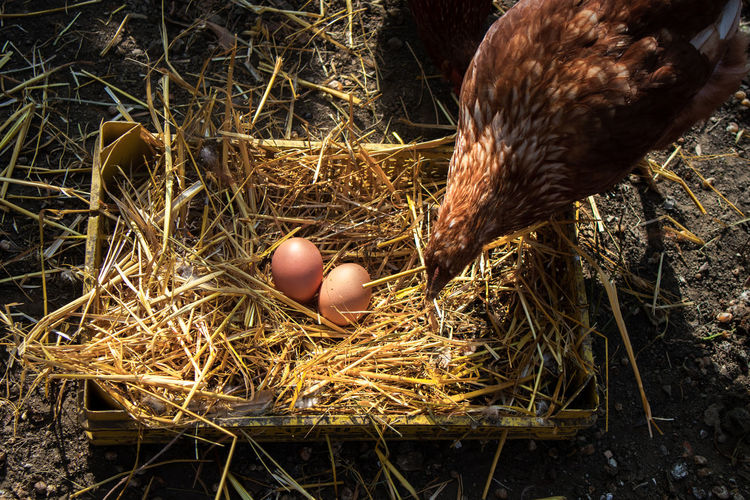 A hen laying eggs in its nest. shot from above