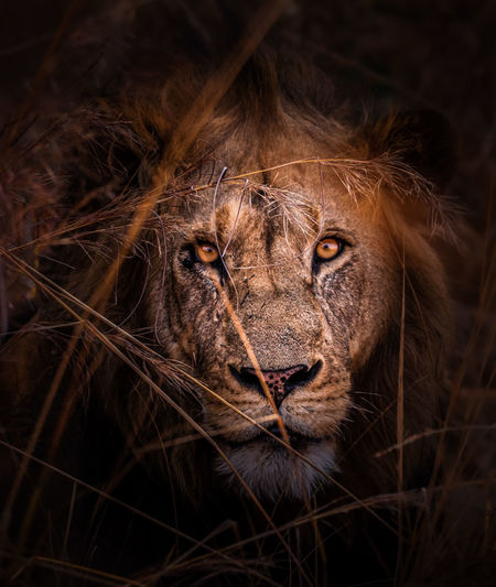 A close up portrait of a distinctive lion in the remote busanga plains in kafue national park.