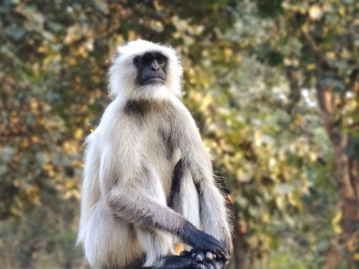 Close-up of monkey sitting on tree, indian monkey