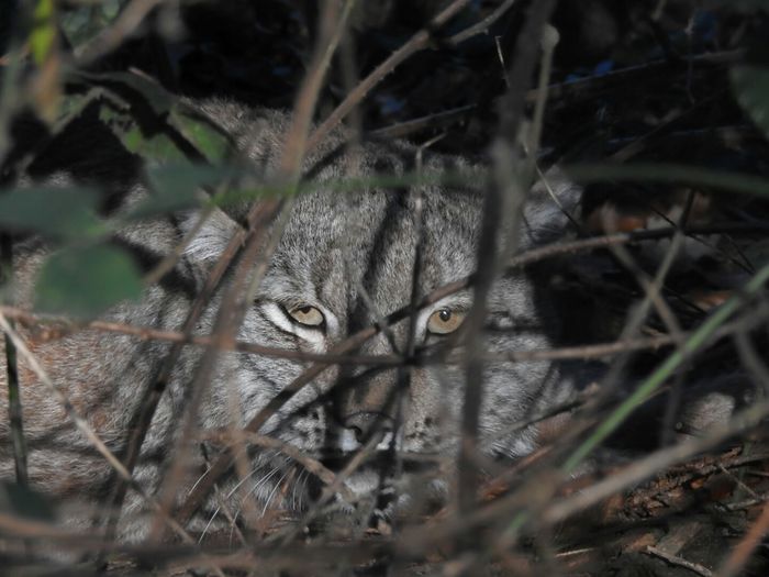 Portrait of lynx looking through plants in forest