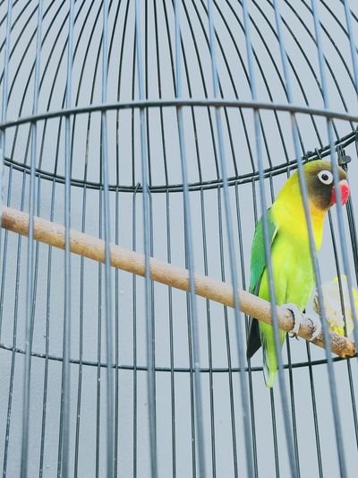 Low angle view of bird perching in cage