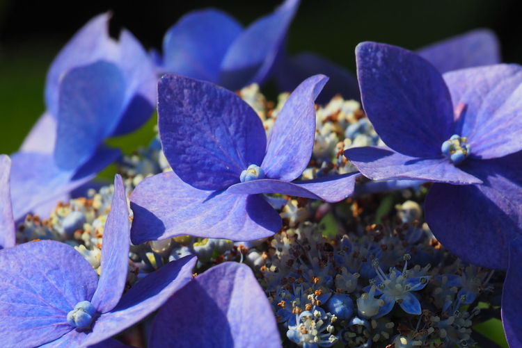Close-up of purple crocus blue flowers