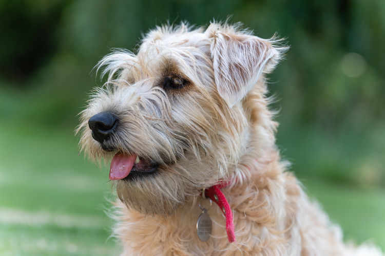 Close-up of dog