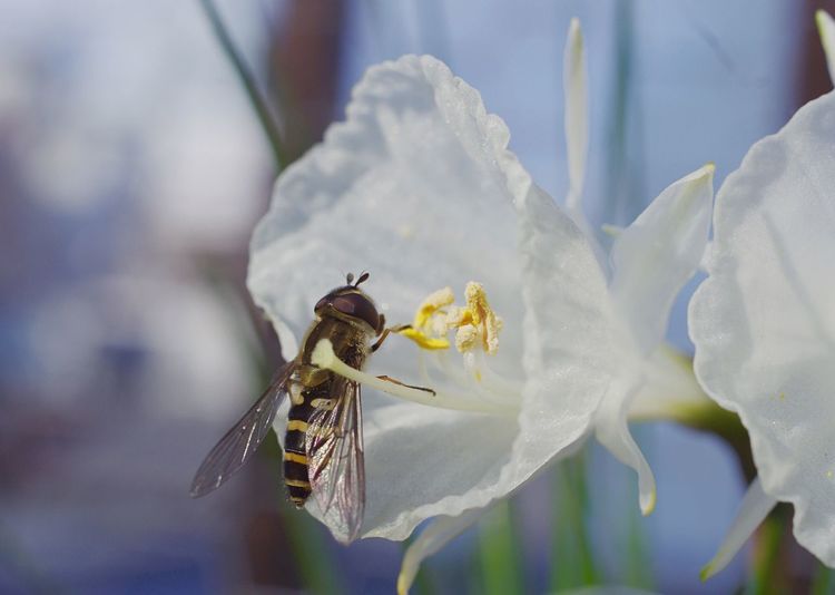 Honeybee collecting pollen from white flower