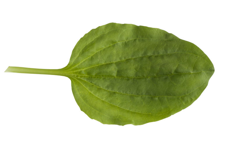 Close-up of fresh green leaves against white background