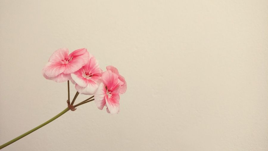 Close-up of pink flowers against wall