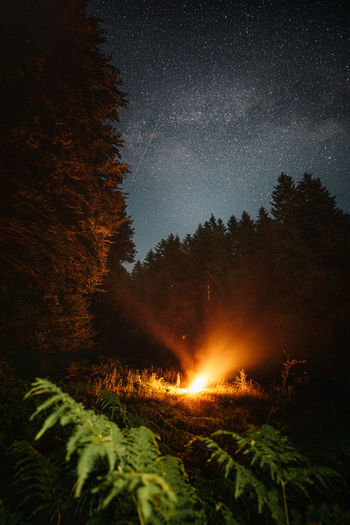 Campfire in the forest. in foreground fern leaves in background spruce trees and starry sky	