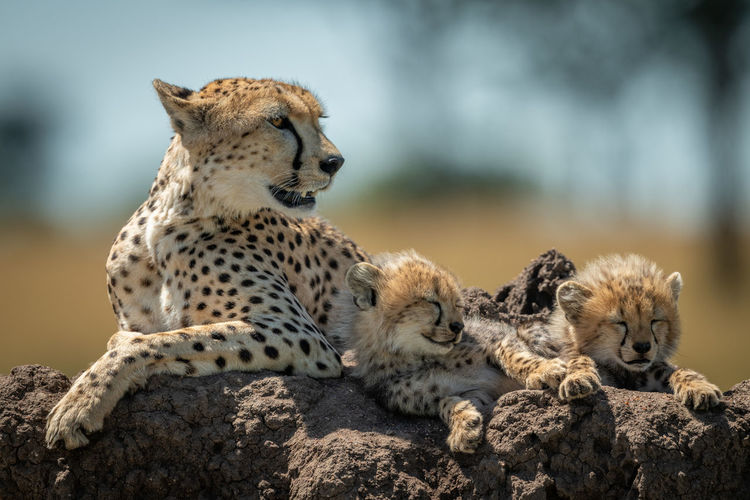Cheetah family sitting on rock in forest