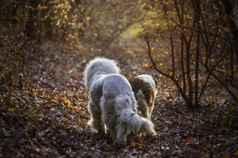 Sheep in a forest