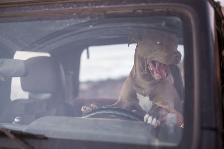Dog in car seen through windshield