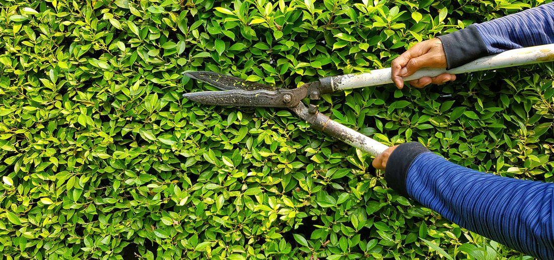 High angle view of person working on plants