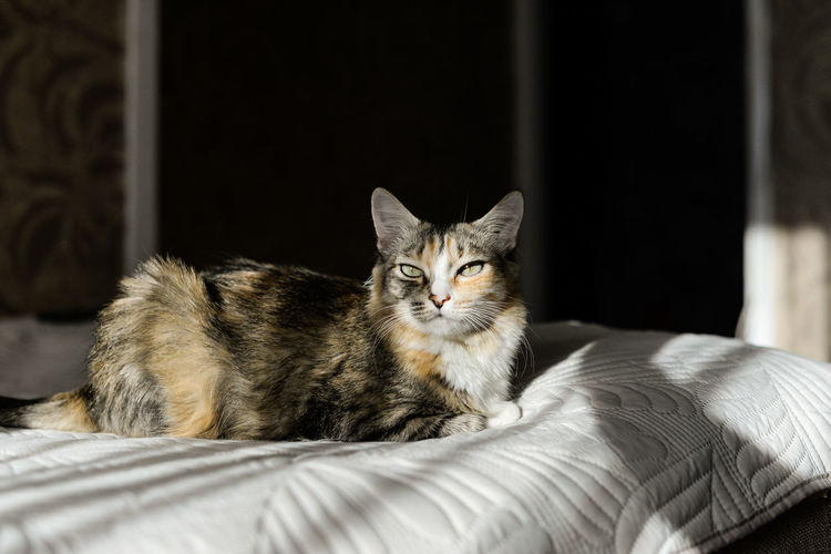 Portrait of cat resting on bed at home