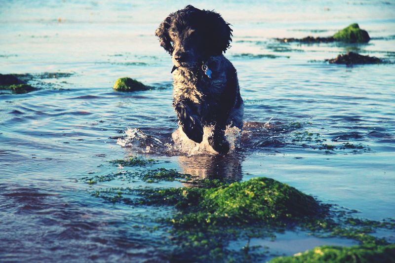 Dog on shore