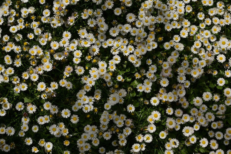Full frame shot of white flowers