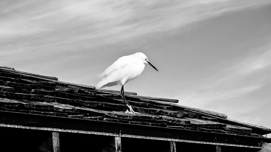 Low angle view of seagulls perching on roof