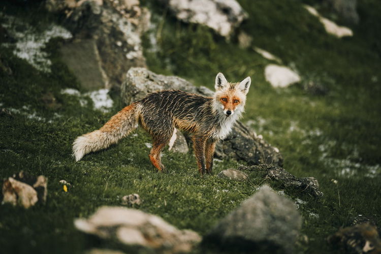 Fox standing on grassy field