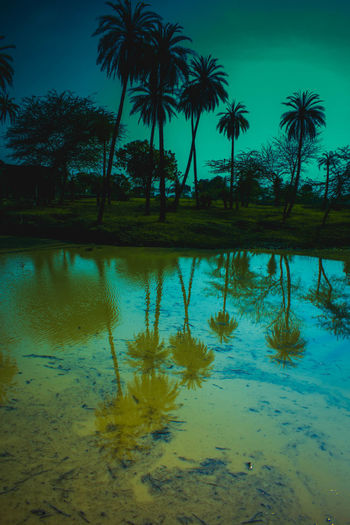Palm trees by swimming pool against sky