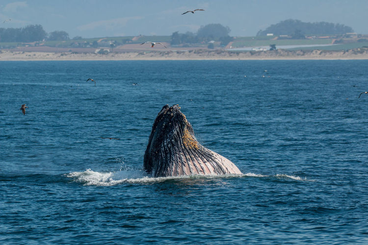 View of a humpback whale in sea