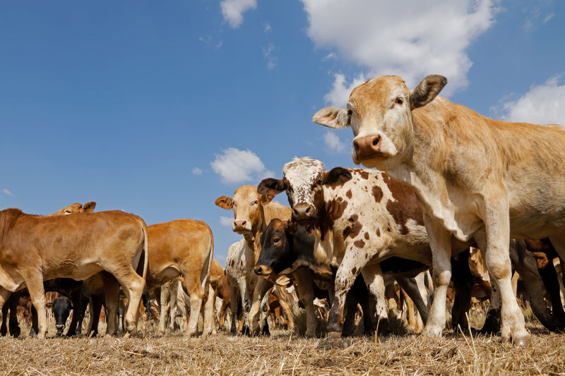 Small herd of free-range cattle on a rural farm, south africa
