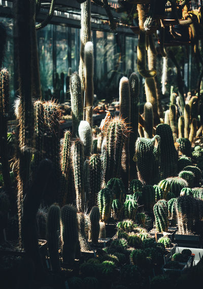 Close-up of cactus growing on field