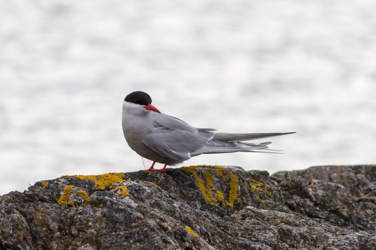 Tern on a rock on the beach