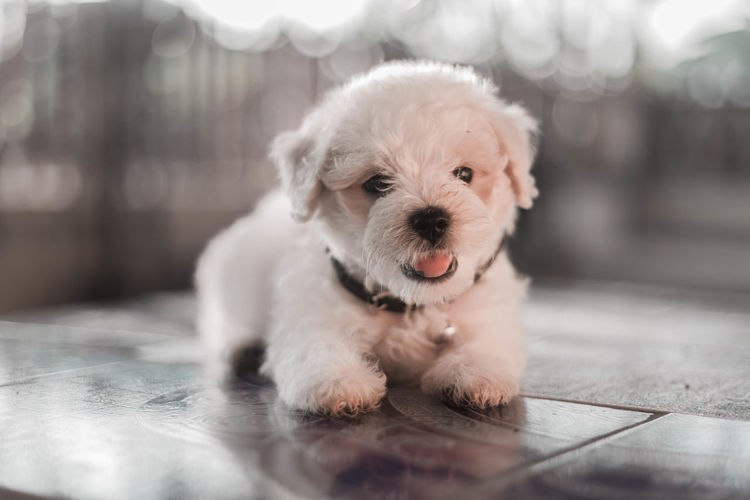 Close-up portrait of cute puppy at home