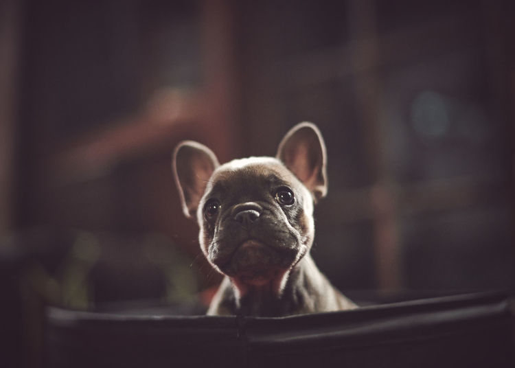 Portrait of a french bull dog over black background