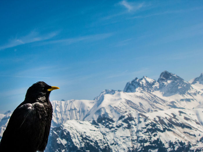 Bird on mountain against clear sky during winter