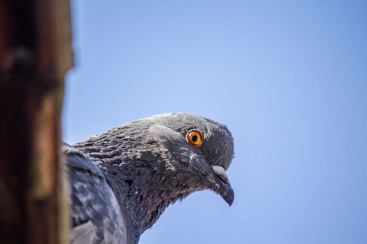 Close-up of a bird against clear sky