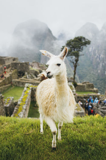 White llama is standing near machu picchu in peru