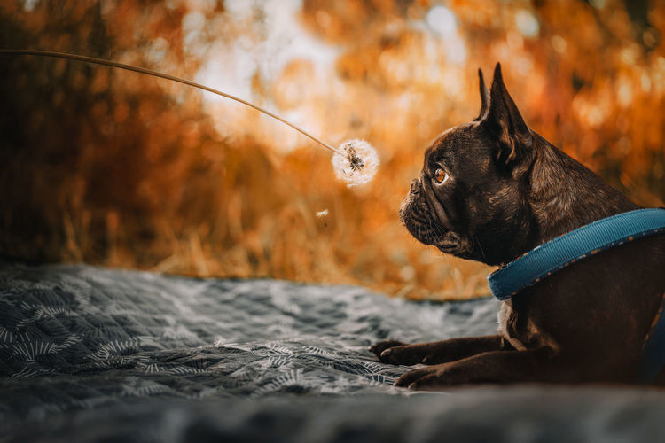 Close-up of a french bulldog dog looking at dandelion in summer