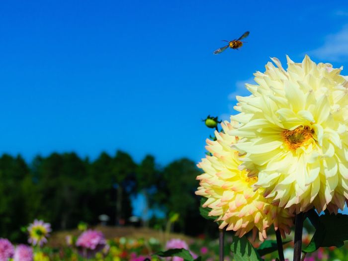 Close-up of bee flying over yellow flower