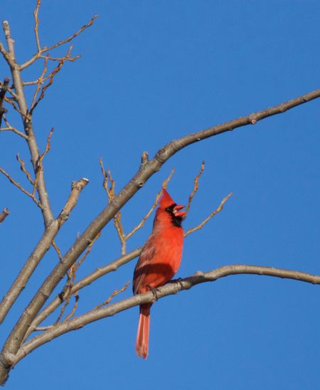 Low angle view of cardinal perching on bare tree against blue sky