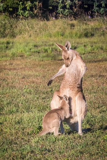 Kangaroo sitting with joey on grassy field
