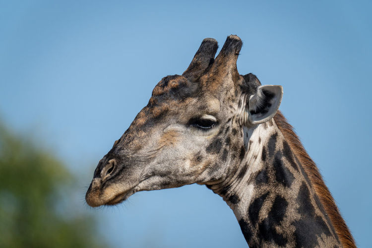 Close-up of male southern giraffe near bushes