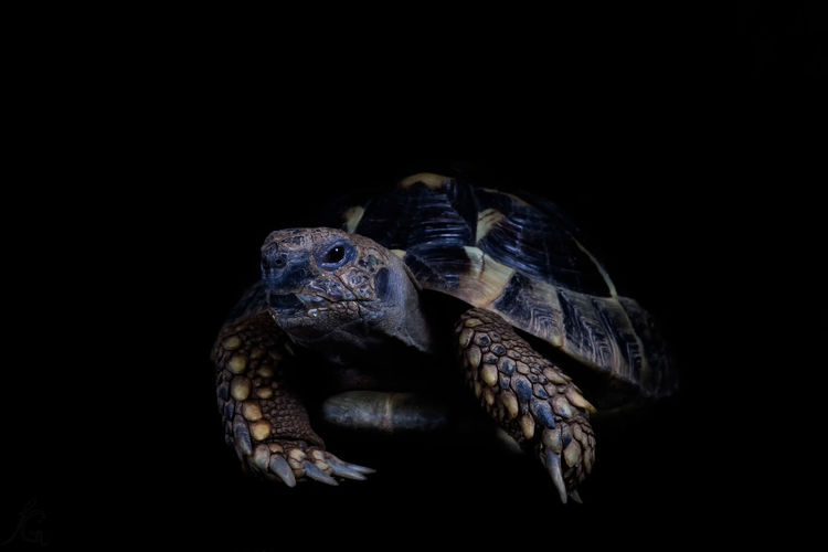 Close-up of tortoise on black background