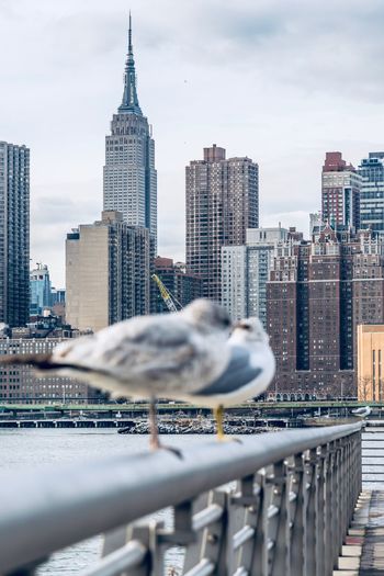 Close-up of birds perching on railing against modern buildings in city