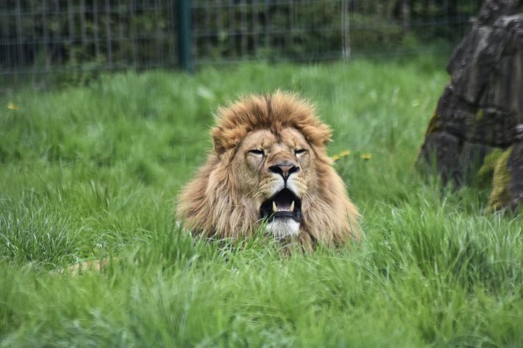 Portrait of a lion amidst the grass 