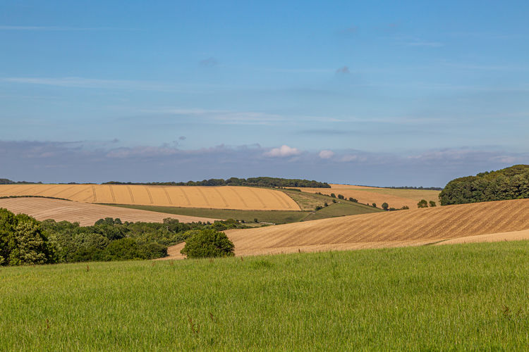 Green meadows and golden fields in sussex, during summer