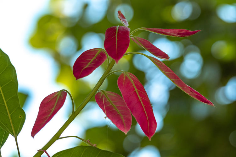 Close-up of red flowering plant