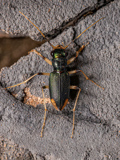Close-up of insect