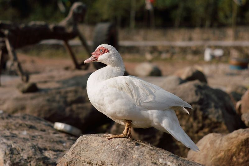 bird