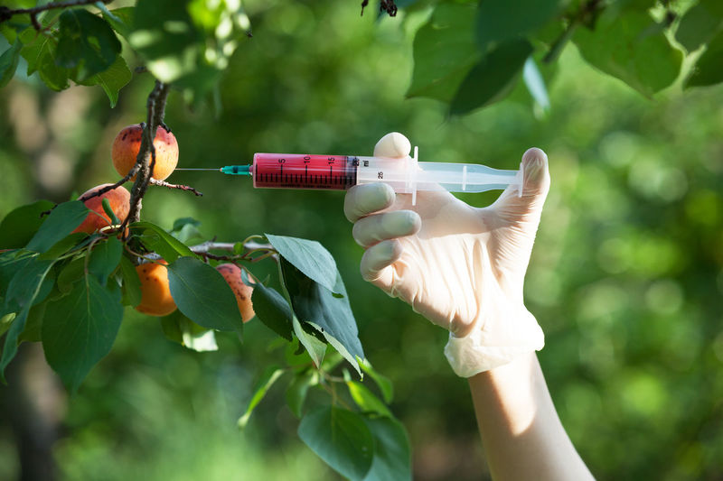 Cropped hand of person injecting insecticide in fruit