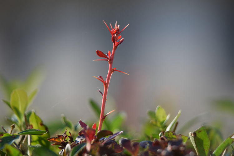 Close-up of red plant