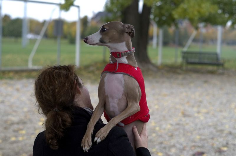 Young woman and italian greyhound in a public park, sitting