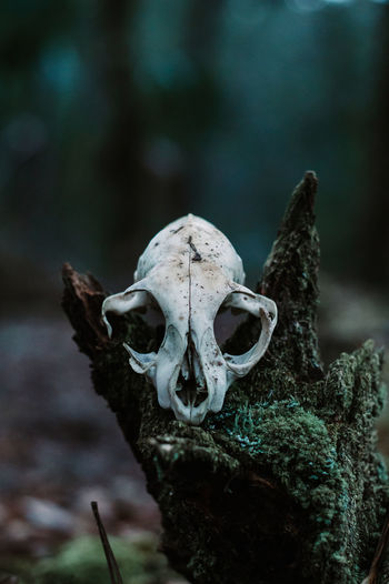 Close-up of animal skull