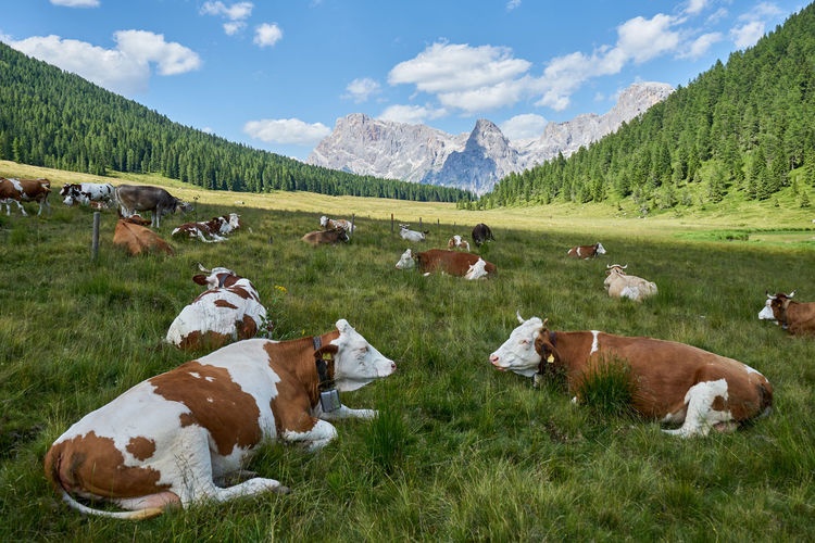 View of cows on grassy field against sky