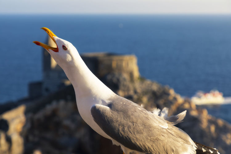 Seagull in portovenere, municipality of portovenere, la spezia province, liguria, italy, europe