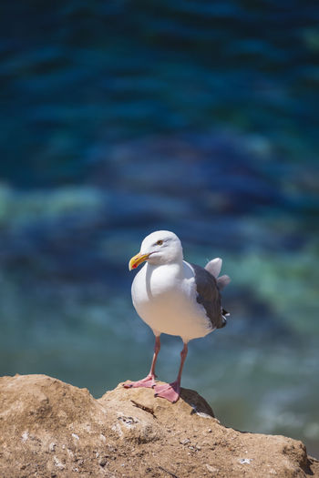 Seagull on the rocky coastline overlooking the pacific ocean at la jolla in san diego, california